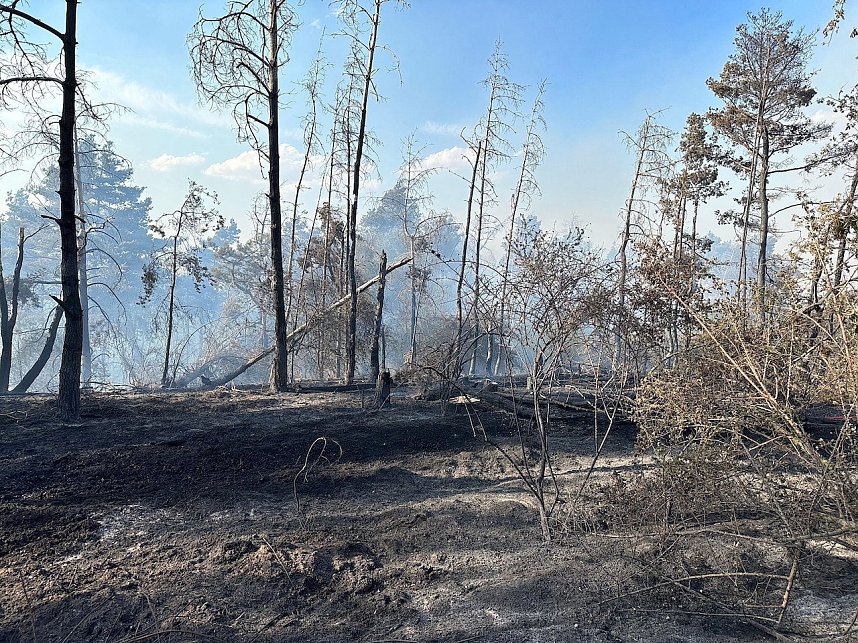 Brand eines Feldes bei Reinsdrof