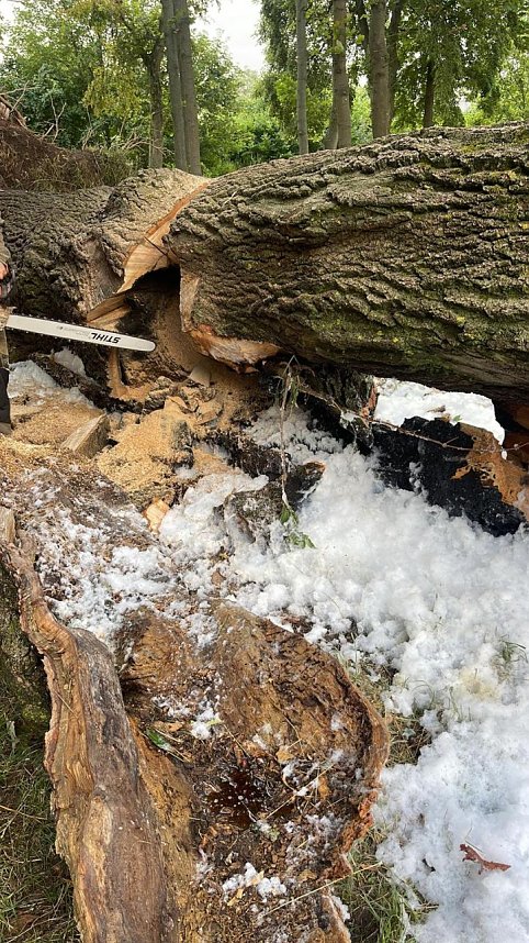 Angez&uuml;nderter Baum im Schlosspark