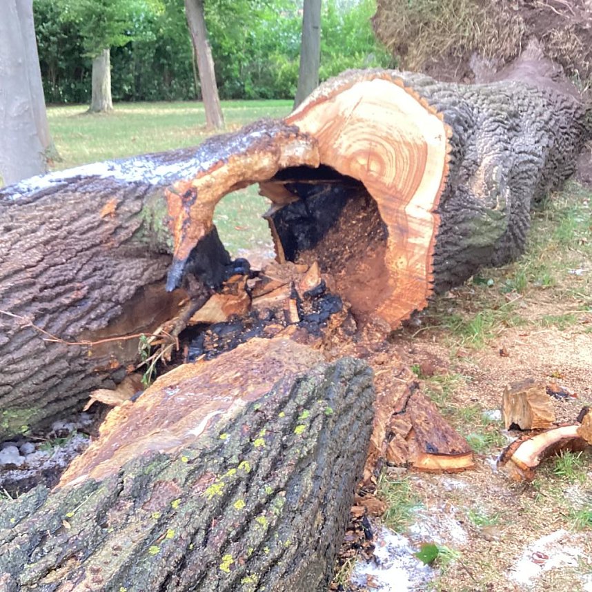 Angez&uuml;nderter Baum im Schlosspark