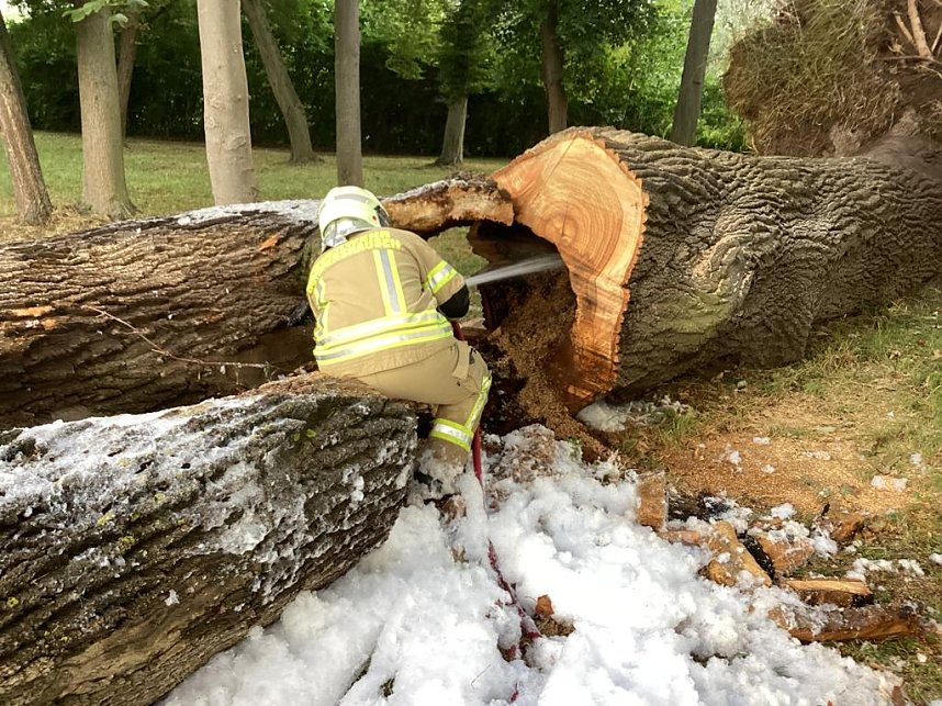 Angez&uuml;nderter Baum im Schlosspark