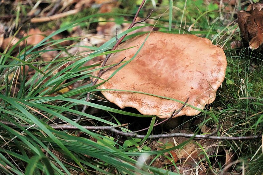 In Rothes&uuml;tte und am Stausee Kelbra