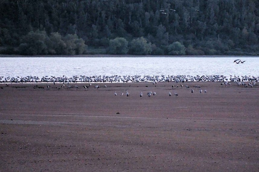Neuer Aussichtsturm am Stausee Kelbra
