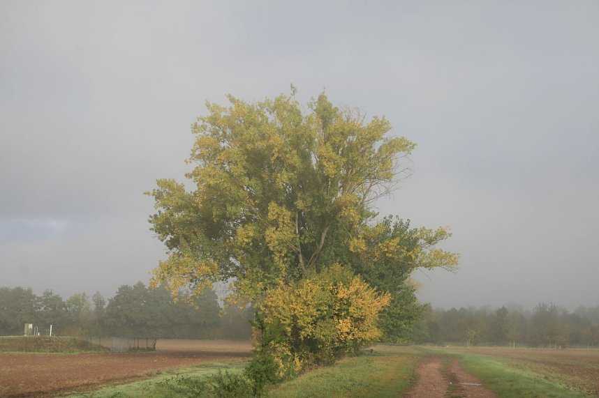 Herbst in der Goldenen Aue