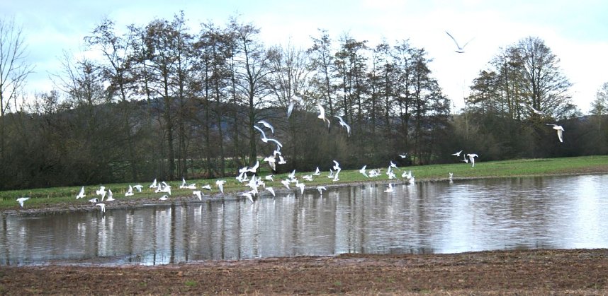 Wasser auf den Feldern der Goldenen Aue