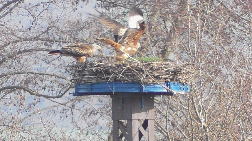 Rotmilanpaar am Stausee Kelbra