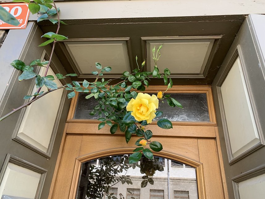 Impressionen aus der Rosenstadt Bad Langensalza