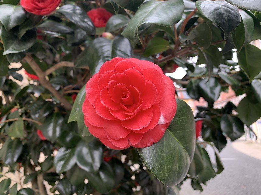 Impressionen aus der Rosenstadt Bad Langensalza