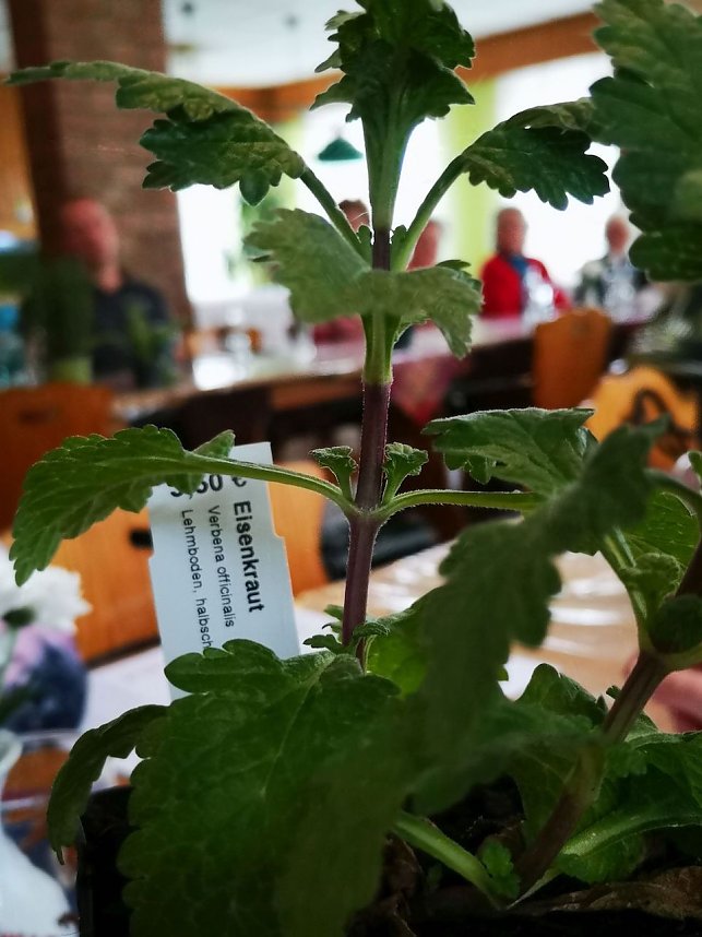 Wildkr&auml;uterseminar mit Bianca Heger bei der WB 4 der VS in Sondershausen 