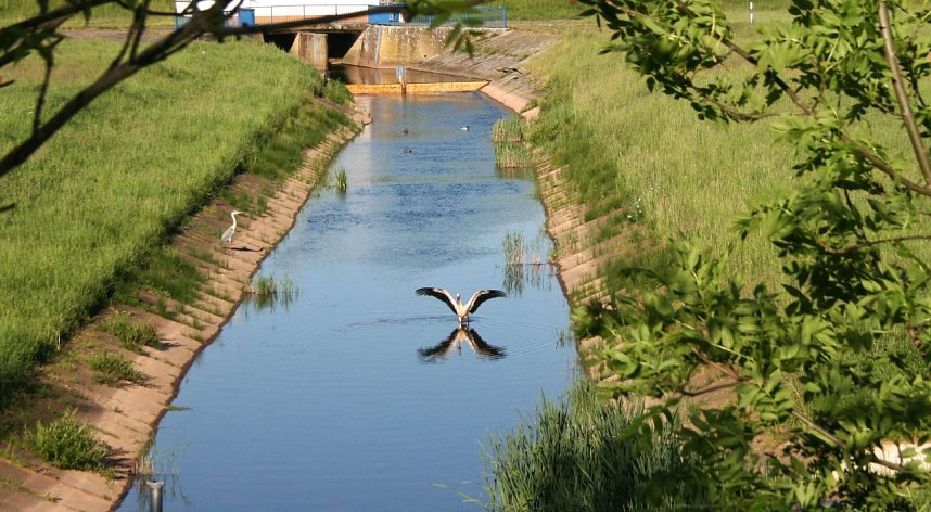 St&ouml;rche in der Goldenen Aue