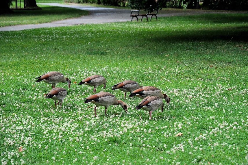 Peter Blei unterwegs auf Schwanensuche