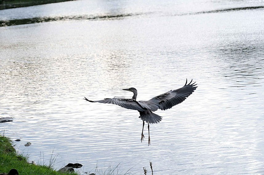 Peter Blei unterwegs auf Schwanensuche