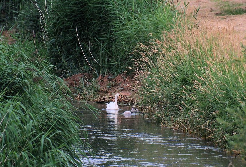 Peter Blei unterwegs auf Schwanensuche