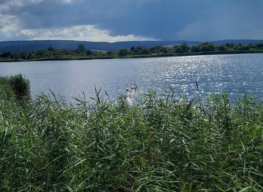 Schwanenfamilie erkundet ihre Umwelt