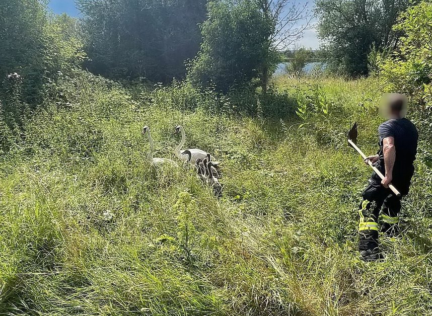Schwanenfamilie erkundet ihre Umwelt
