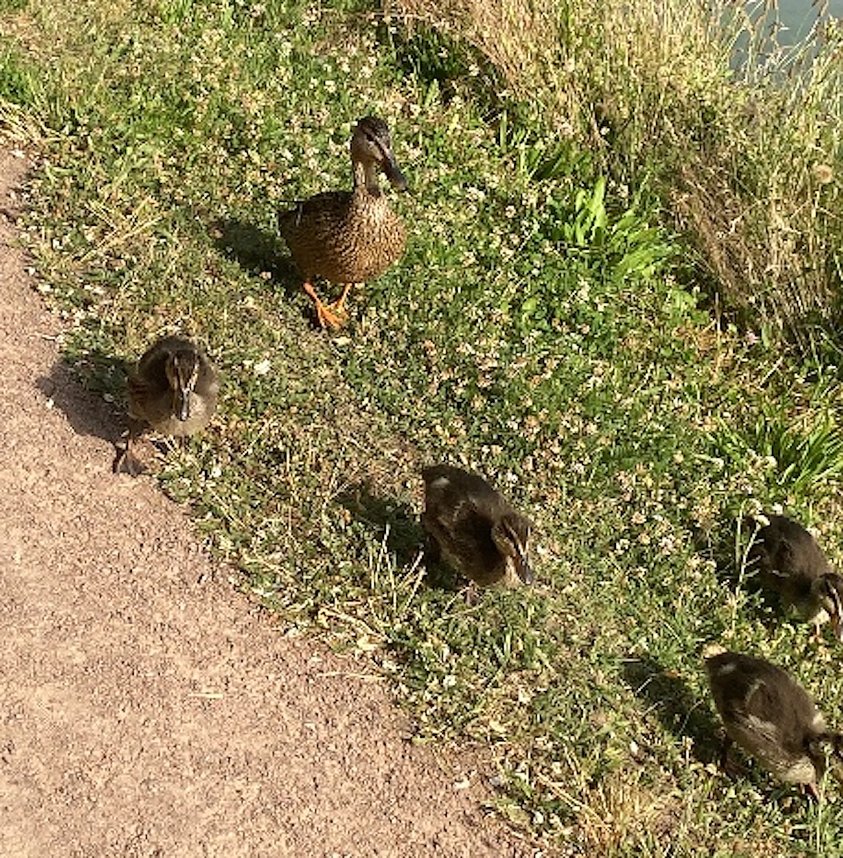Am Gro&szlig;en Teich im Sondersh&auml;user Schlosspark