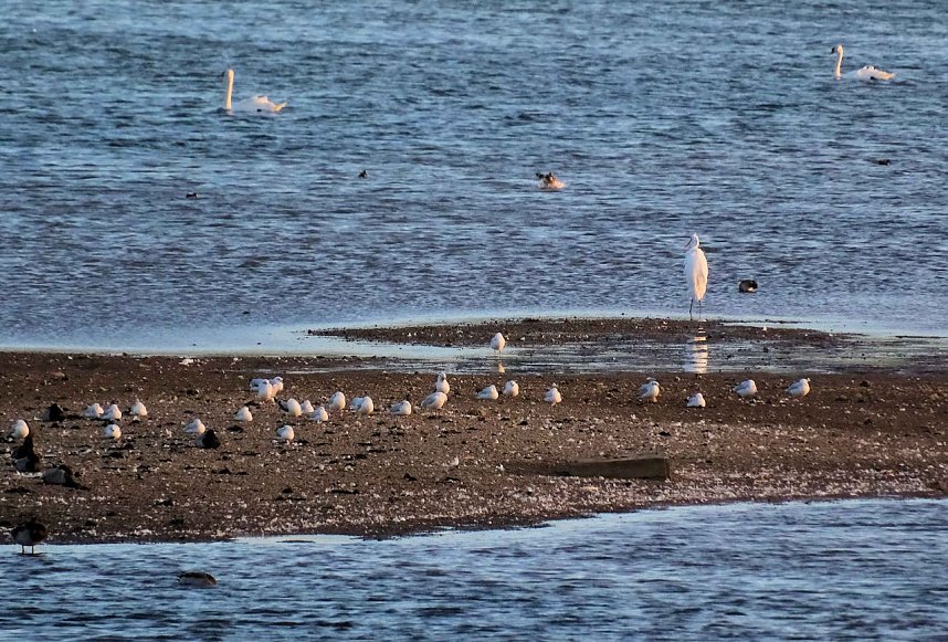 Erster Besuch der Saison