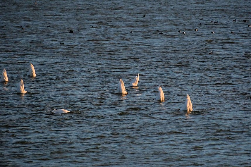 Erster Besuch der Saison