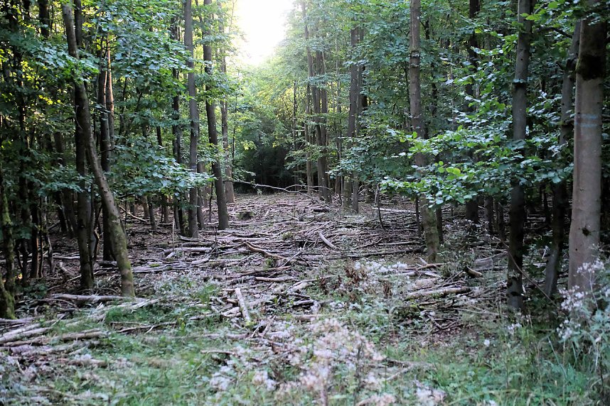 Peter Blei beim Waldspaziergang