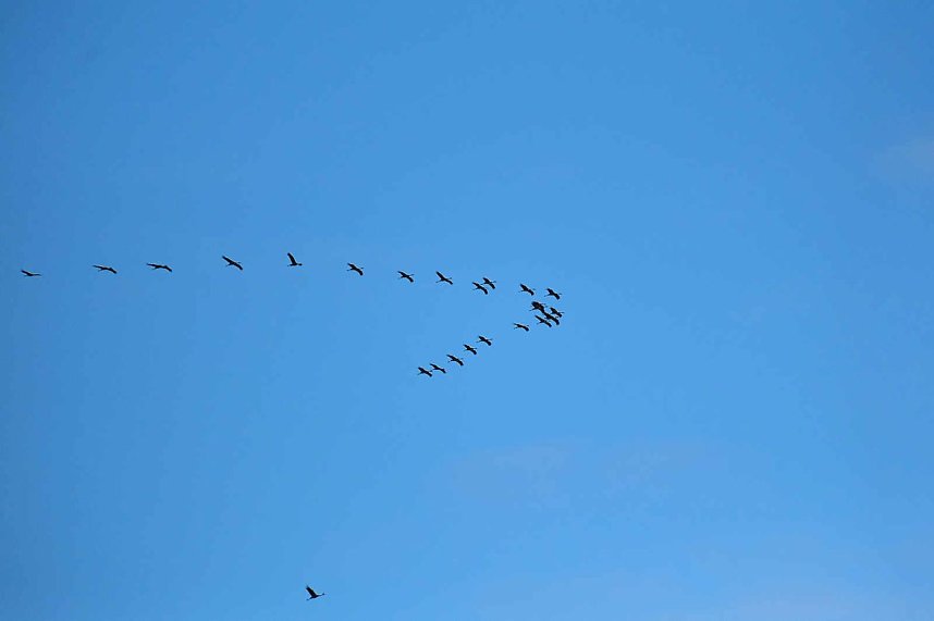 Kranichrast im S&uuml;dharz