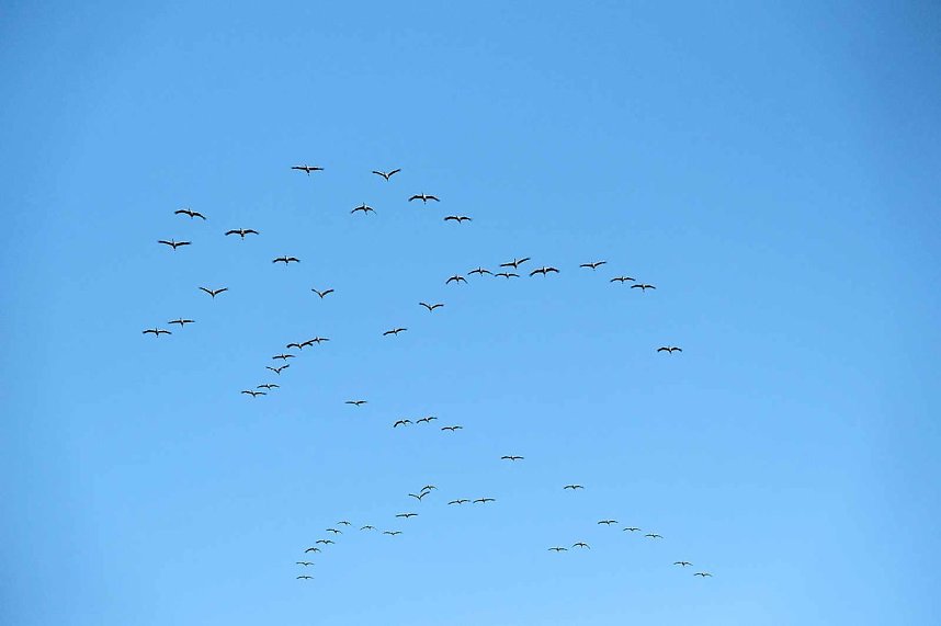 Kranichrast im S&uuml;dharz