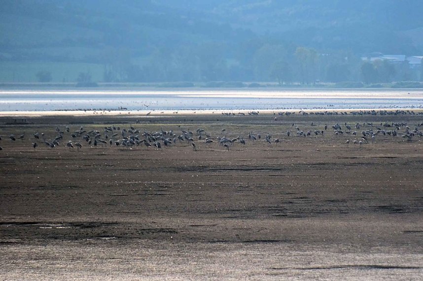 Kranichrast im S&uuml;dharz