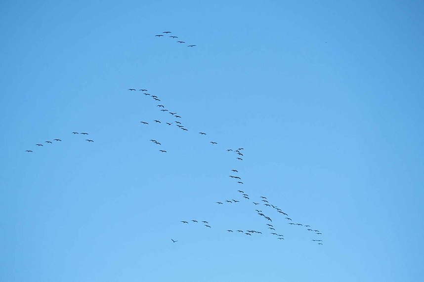 Kranichrast am Stausee