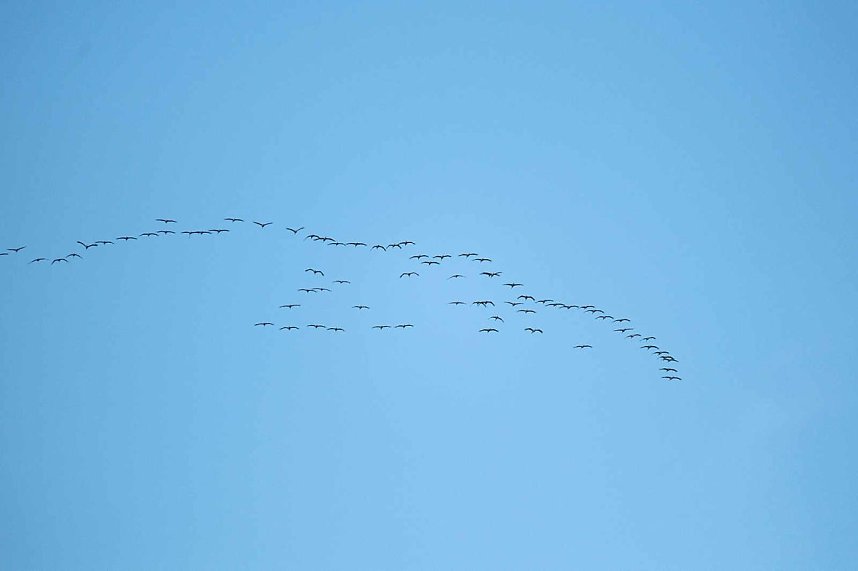 Kranichrast am Stausee