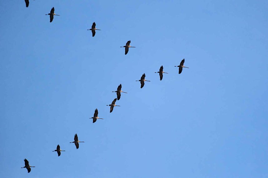 Kranichrast am Stausee