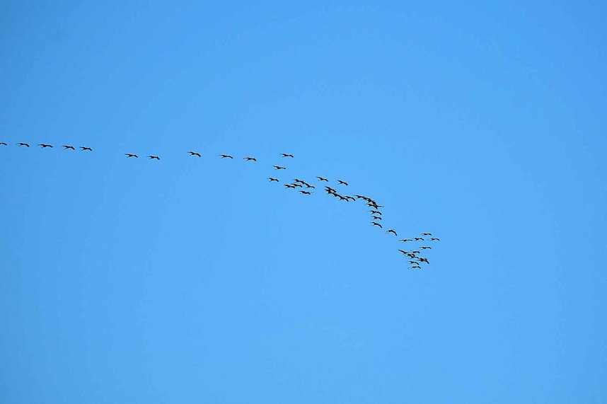 Kranichrast am Stausee