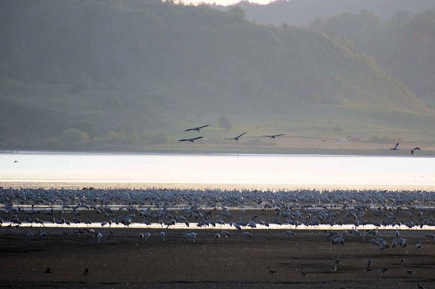 Kranichrast am Stausee