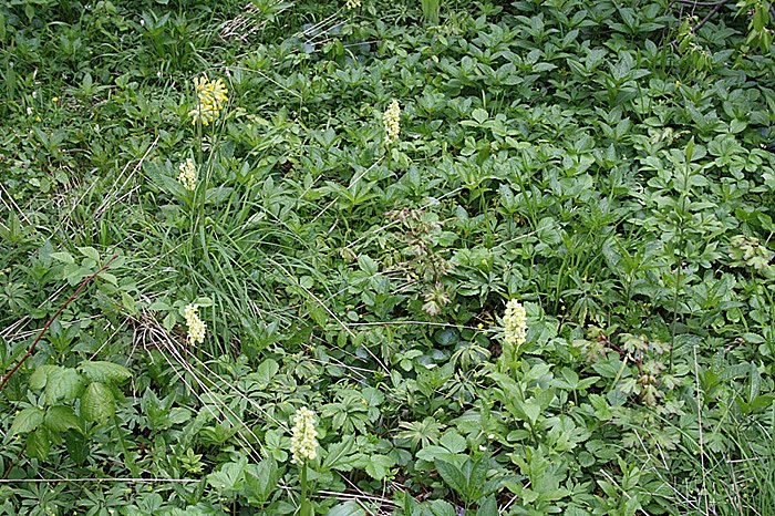 Rekordverd&auml;chtiger Wanderer