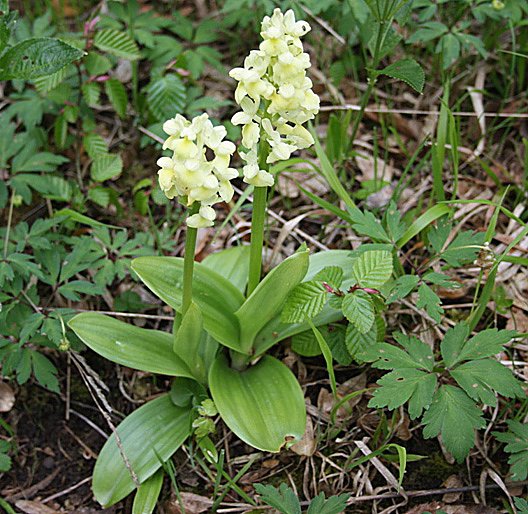 Rekordverd&auml;chtiger Wanderer