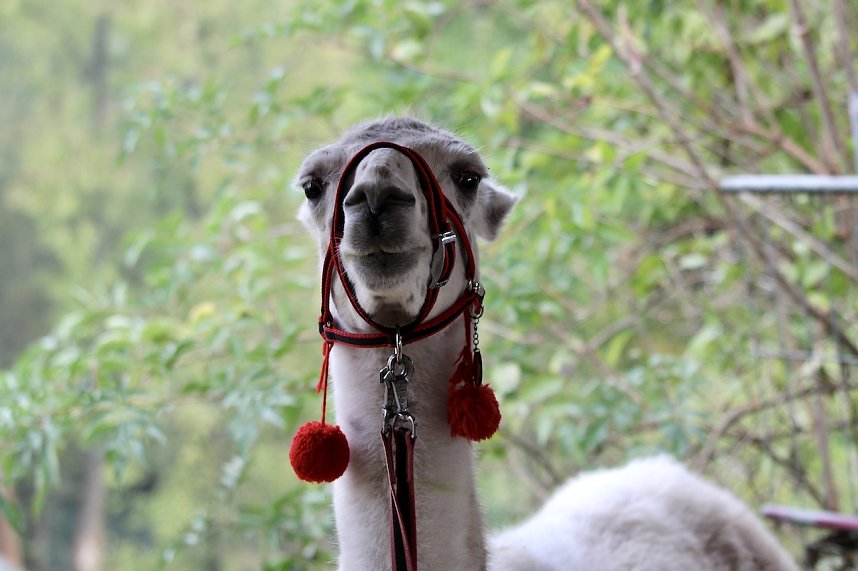 Unterwegs mit den Unstrut Lamas aus Herbsleben