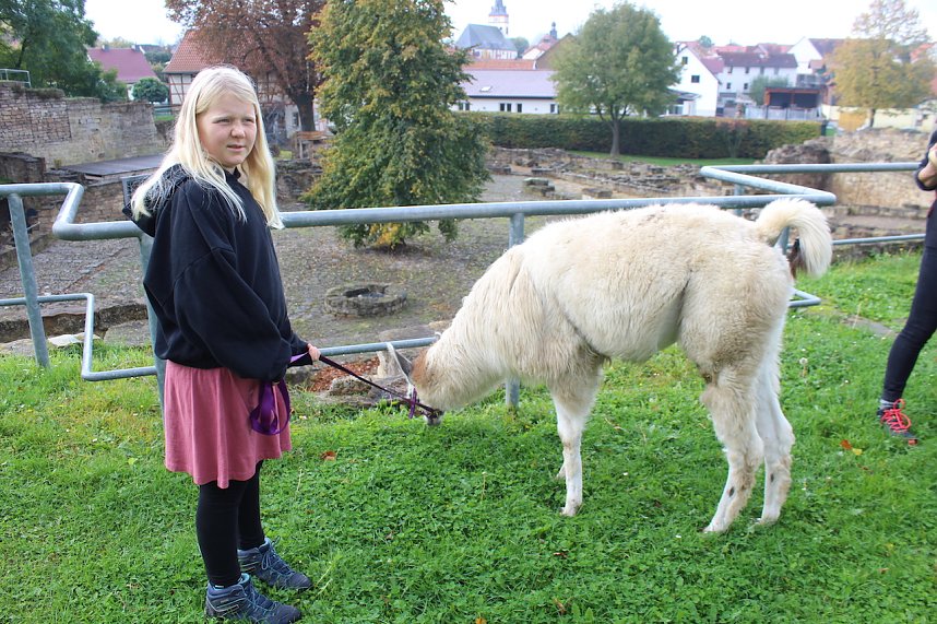 Unterwegs mit den Unstrut Lamas aus Herbsleben