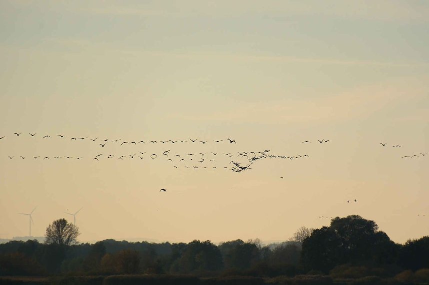 Vogelparadies am Stausee Kelbra