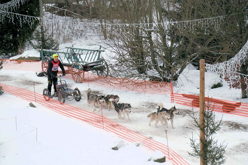 Hundeschlittenrennen im Harz