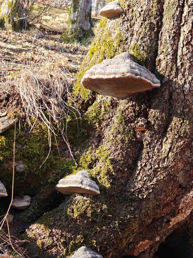 Peter Blei im Harz unterwegs