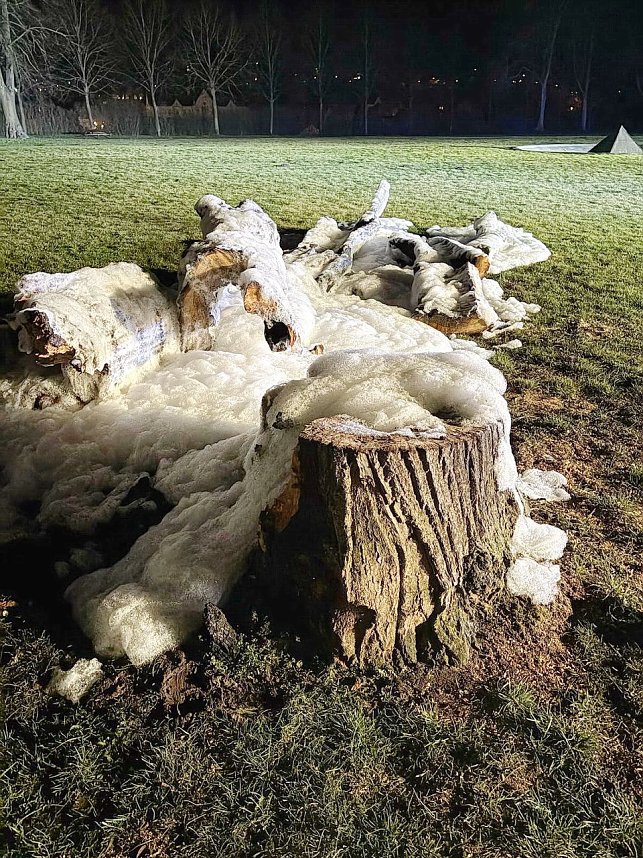 Wieder wurde ein Baum im Sondersh&auml;user Schlosspark angez&uuml;ndet