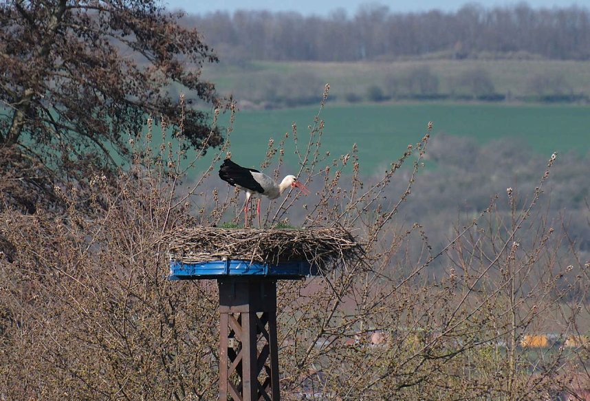 Storch und Co. am Stausee Kelbra