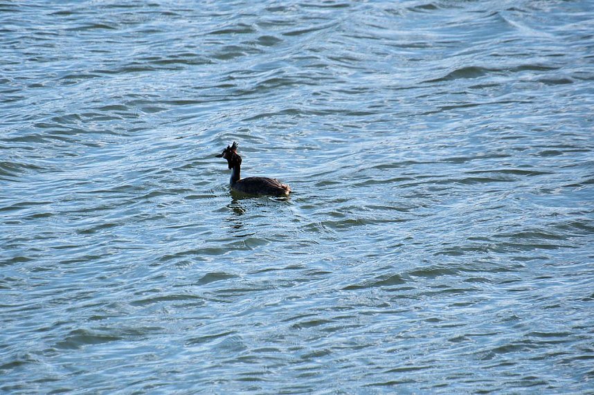Storch und Co. am Stausee Kelbra