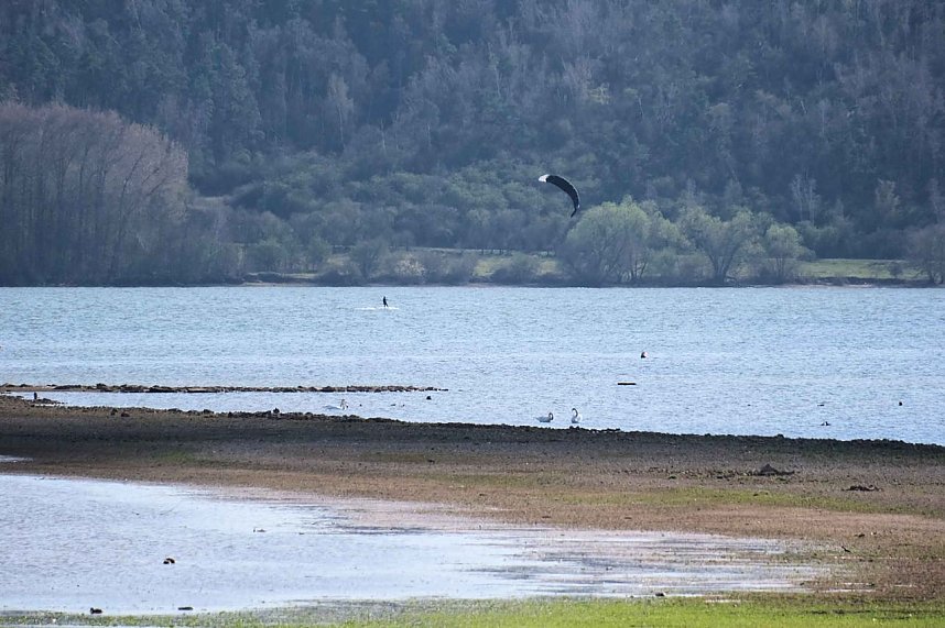 Storch und Co. am Stausee Kelbra