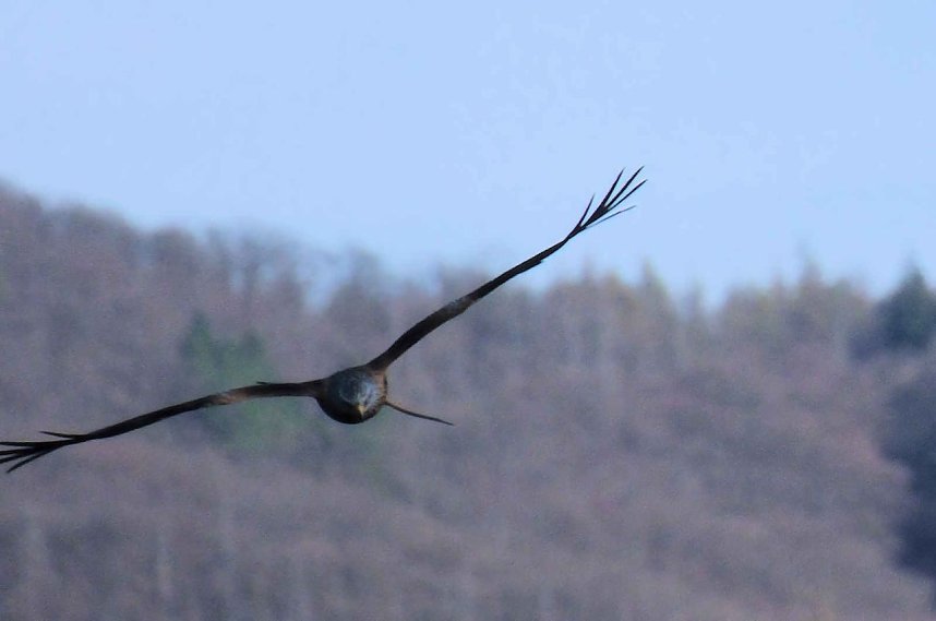 Storch und Co. am Stausee Kelbra