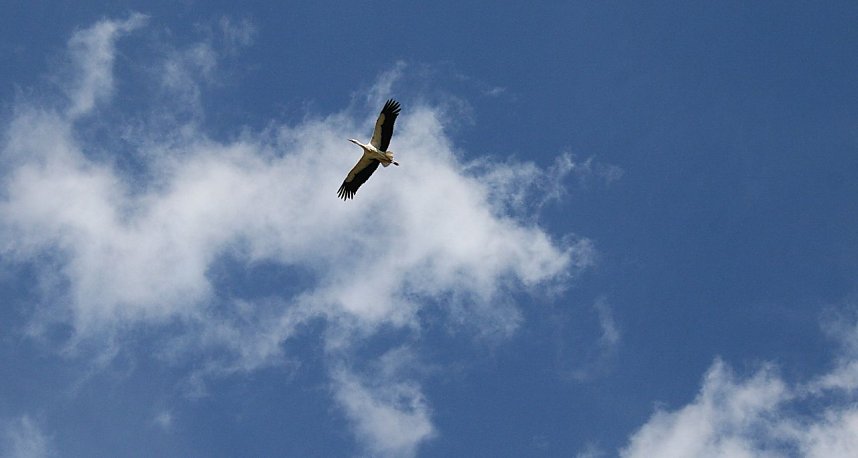 Vogelbeobachtung am Stausee Kelbra