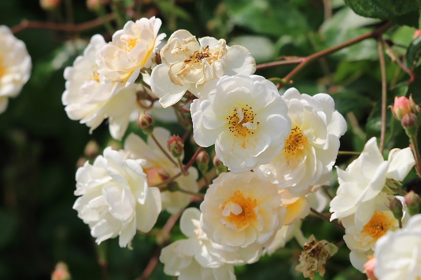 Rosenpracht in Rosengarten in Bad Langensalza