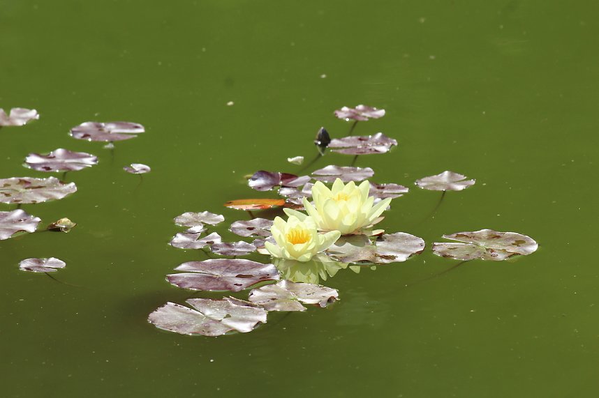 Rosenpracht in Rosengarten in Bad Langensalza