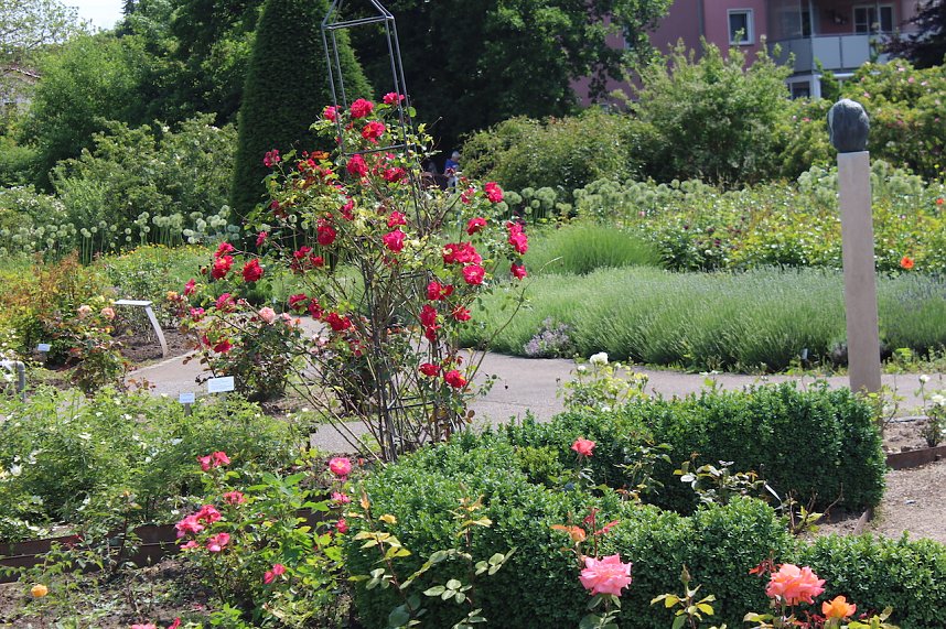 Rosenpracht in Rosengarten in Bad Langensalza