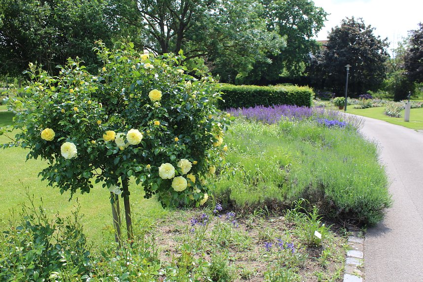 Rosenpracht in Rosengarten in Bad Langensalza