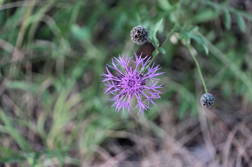 Peter Blei unterwegs im S&uuml;dharz