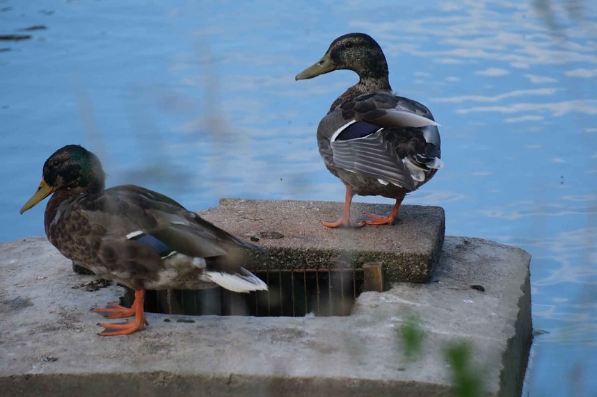 Peter Blei unterwegs im S&uuml;dharz