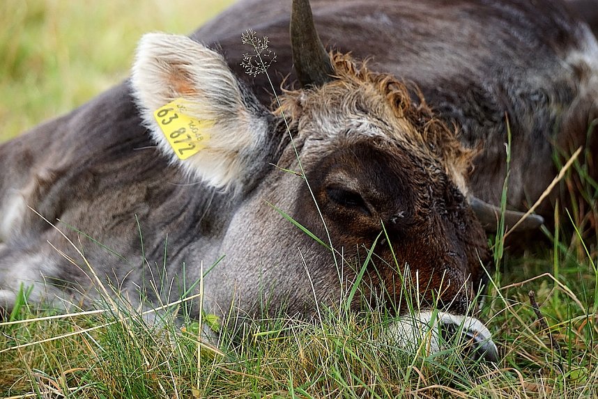 Wundersch&ouml;ne Tierwelt